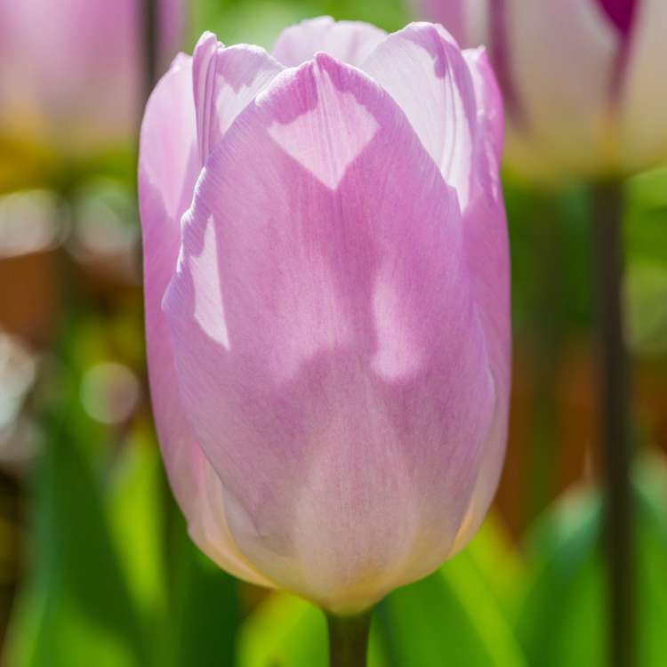 Tulpan 'Candy Prince'